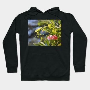 Pink Flowers at Pt Lobos Hoodie